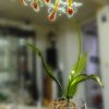 john-zinner-orchidee-02